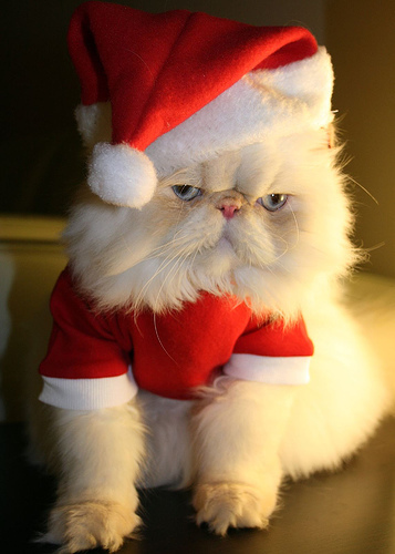  Рождество Cat <3