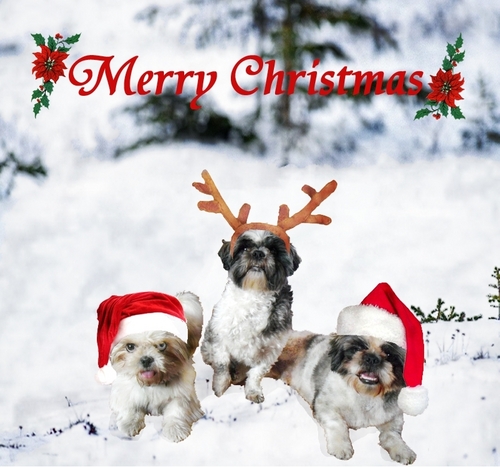 Christmas Dogs