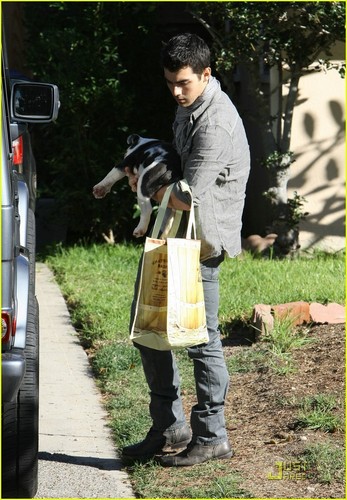  Joe Jonas' cachorro, filhote de cachorro amor (November 29).