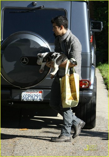  Joe Jonas' perrito, cachorro amor (November 29).
