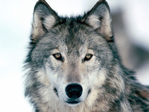 Wolfy