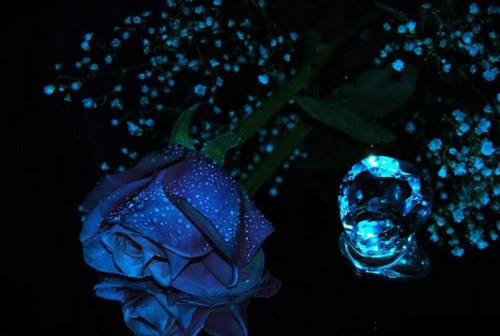  ~Blue Rose~