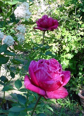  Brigitte Bardot rose
