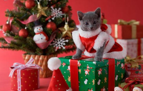 Christmas Cat - Teddybear64 Photo (17424466) - Fanpop