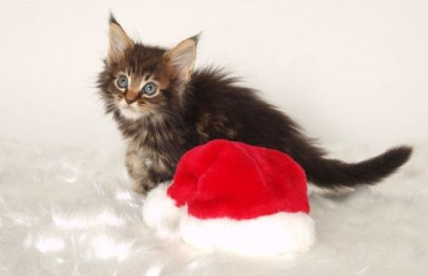  क्रिस्मस Cat
