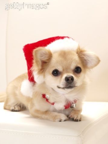  क्रिस्मस Dog