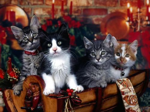  giáng sinh Kitties :)