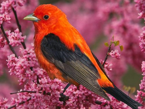  Colourful Tropical Bird