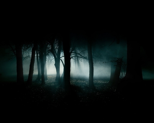  Forest in the dark