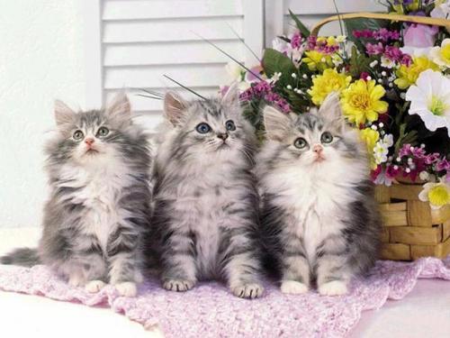  Lovely chatons