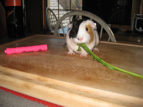  My guinea pig Lucy. ♥