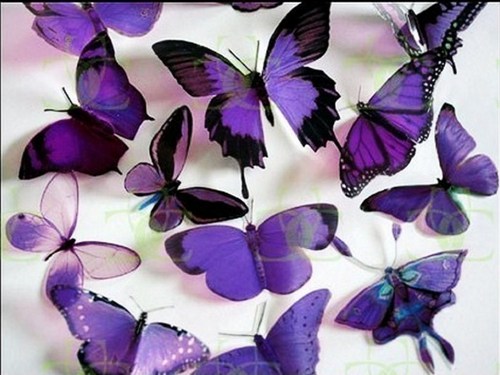  Purple तितलियों