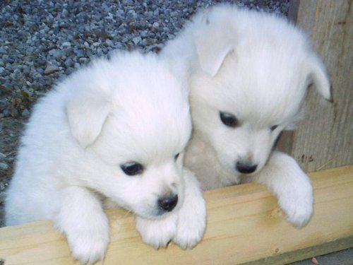  Volpino Puppies