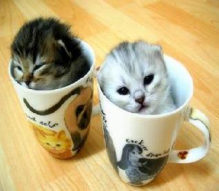  猫 in cups