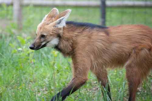  maned wolf pic