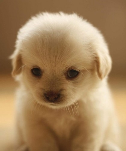 Cute pup :)