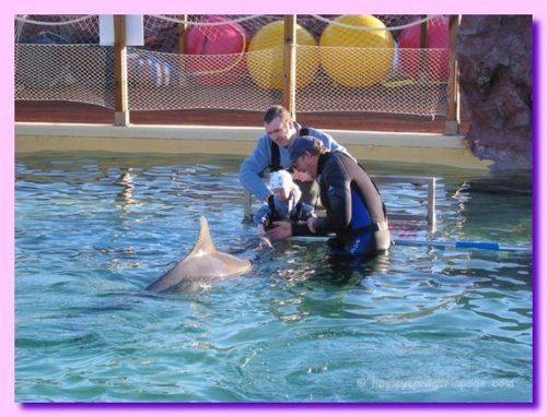 hayley with a dolphin
