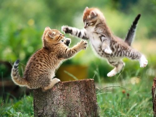  Cat Fight!