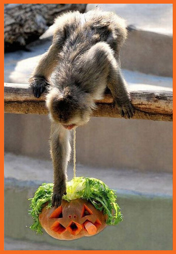  动物 爱情 pumpkins!