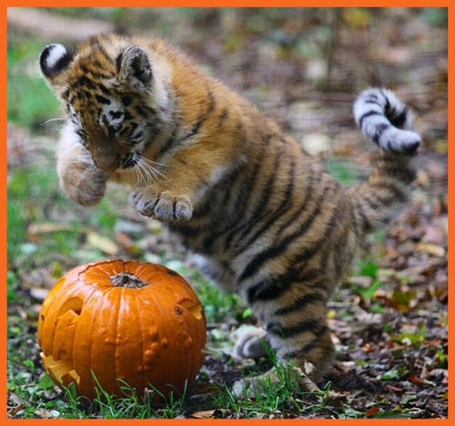Animals love pumpkins!