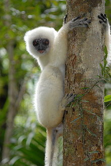  Another Silky Sifaka