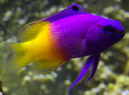  Bright Colored 물고기