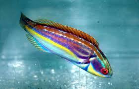 Bright Colored مچھلی