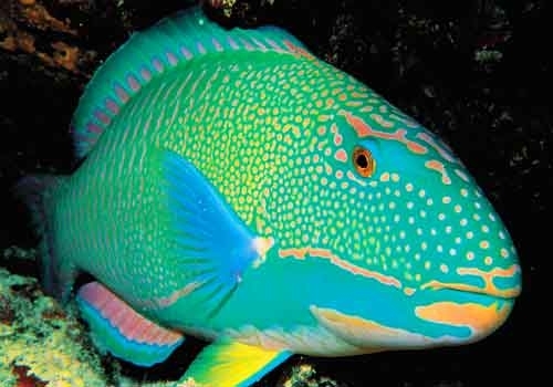  Bright Colored ikan