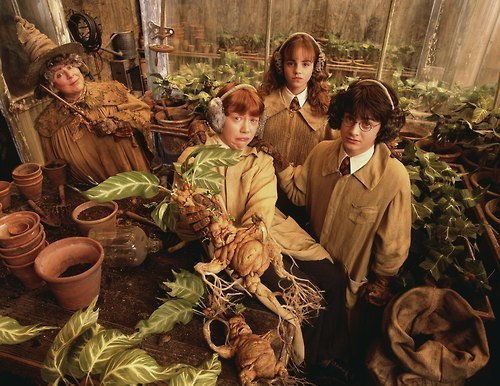  Herbology Class :))