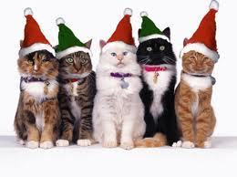  MERRY natal FROM THE WARRIOR gatos