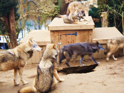  オオカミ at Colchester-Zoo