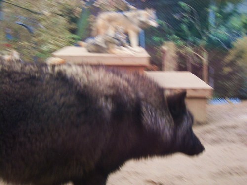  mga lobo at Colchester-Zoo