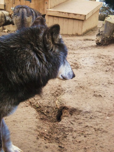 Wolves at Colchester-Zoo