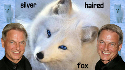  silver haired cáo, fox (english version)