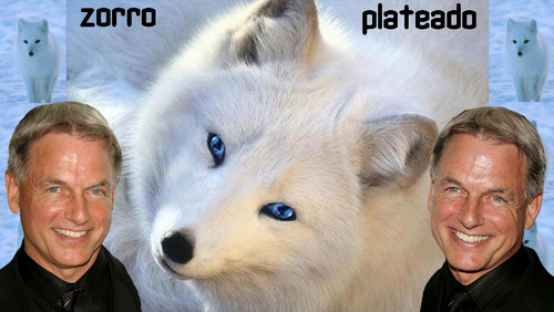  silver haired zorro, fox (spanish version)