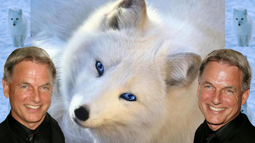  silver haired zorro, fox (wallpaper version)