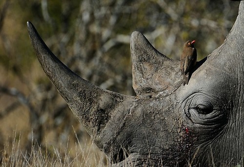  A White Rhino with an Oxpecker at the base of its horn