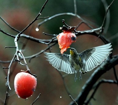 A beautiful humming bird eating :)