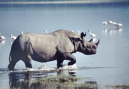  Black Rhino Running through Water