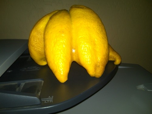  Squidbillies 柠檬