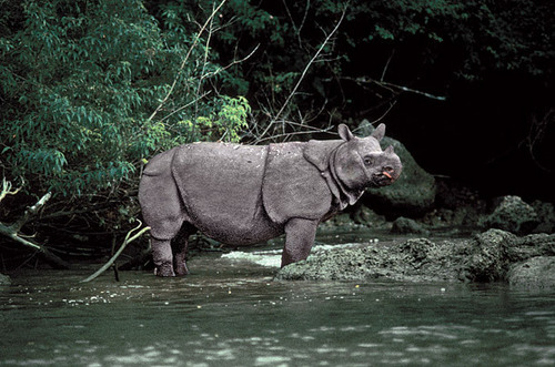  The Javan Rhino