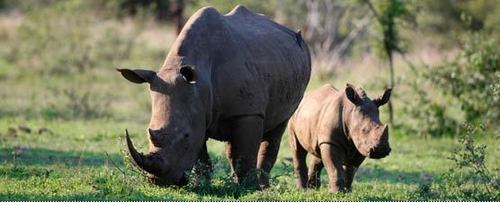  White Rhino grazing with ndama