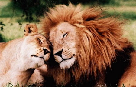 Beautiful Lions in Love
