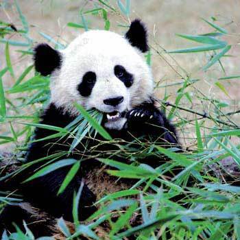 Beautiful Panda Eating