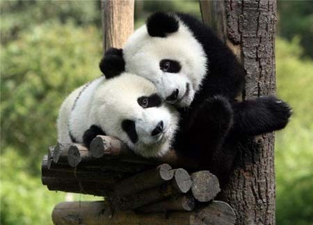 Cute Panda Cubs Together