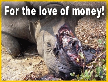  Poached Rhino - For the 爱情 of Money! :'(