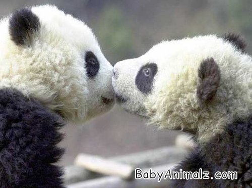 Sweet Panda Cubs Kissing
