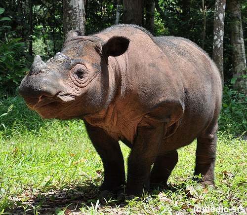  A Beautiful Sumatran Rhino named Ratu