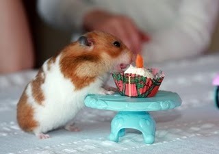  hamster WITH A CUPCAKE!!!, IT'S THE HAMSTER'S B-DAY!!!XD