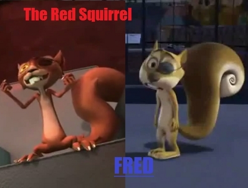Squirrel Comparason